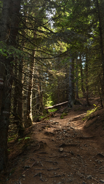 Woods with pine trees and pine cones (Picea Abies)