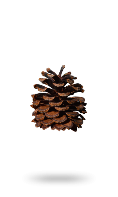 Pinus Mugo Pinecone