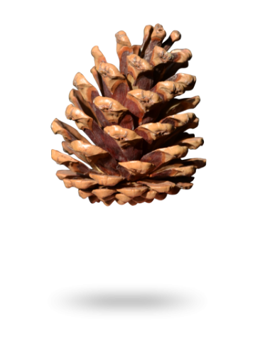 Pinus Nigra Pinecone