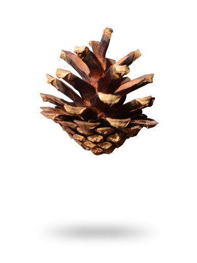 Pinus Sylvestris Pinecone