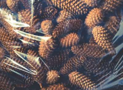 Picea Abies Pinecones in Bags Ready for Delivery