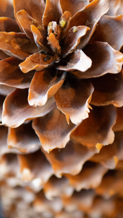 Picea Abies Pinecones Close Up