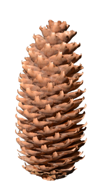 Picea Abies Pine Cone