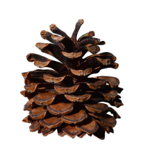 Pinus Mugo Pine Cone