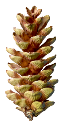 Pinus Peuce Pine Cone